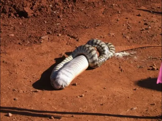 Snake Eats Giant Lizard