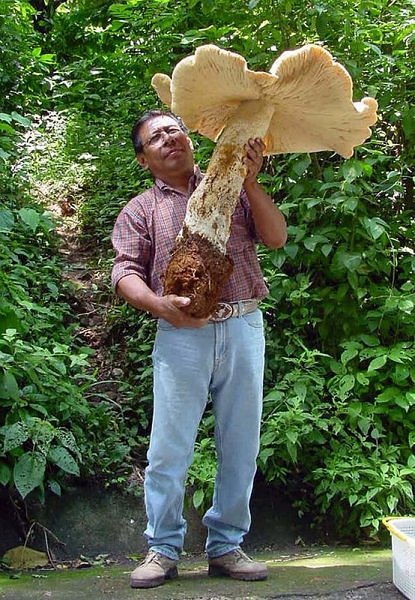 Giant Mushrooms