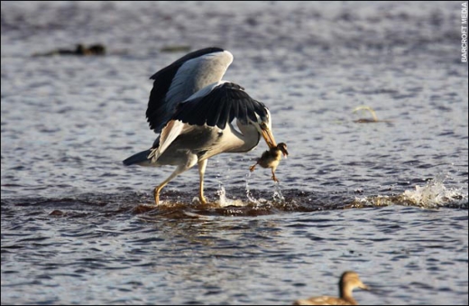 Heron Vs Ducks