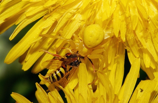 Camouflage Spiders