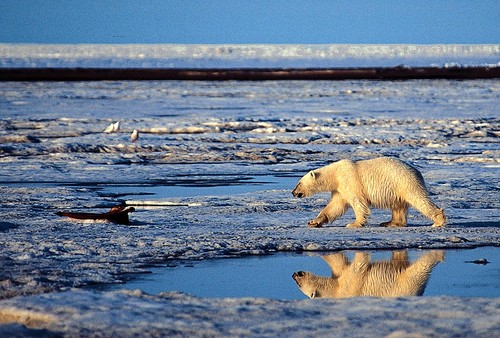 More Polar Bears