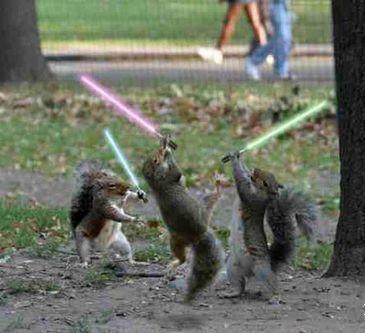 Jedi Squirrels