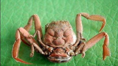 Eccentric Crab