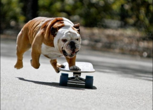 Dogs Do Skate