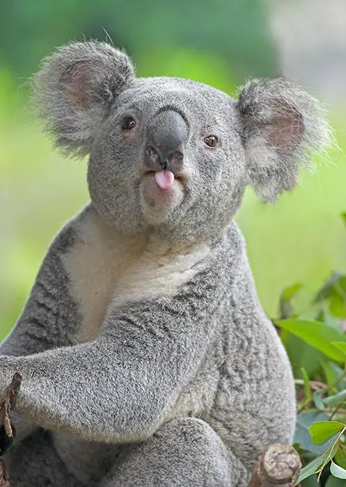 Naughty Koala