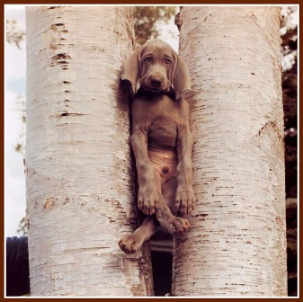 Pup Stuck