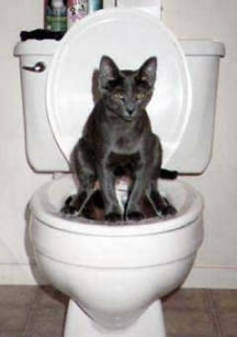 Cat In Toilet