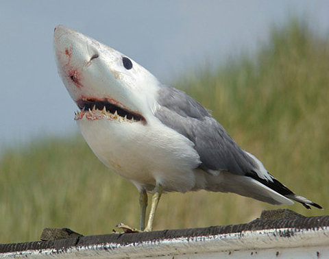 Birdshark-Funny Animal Picture