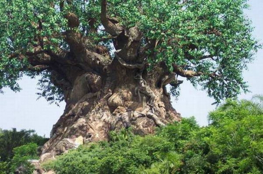 Carved Tree