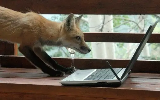 Fox With He's New Laptop