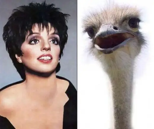 Celebrity Animal Look Alikes