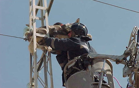 Climber Dog