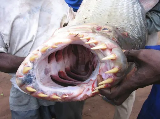 Congo River Fish