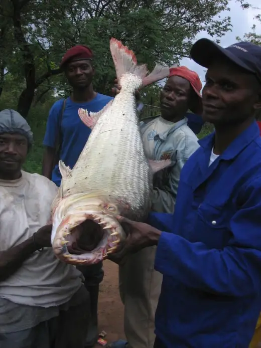 Congo River Fish