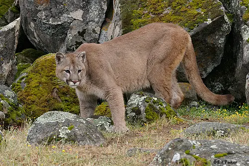 Wild Cougars