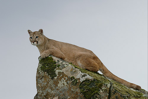 Wild Cougars