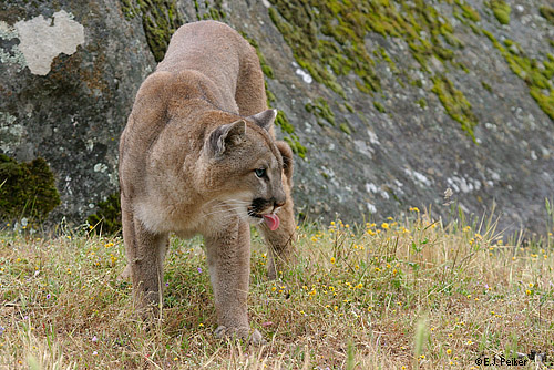 Wild Cougars