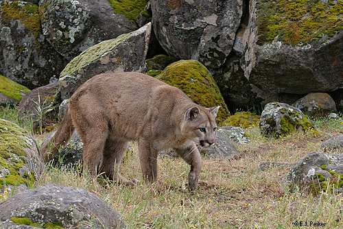 Wild Cougars