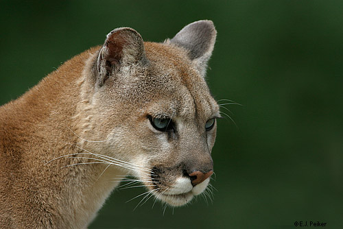 Wild Cougars