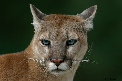 Wild Cougars