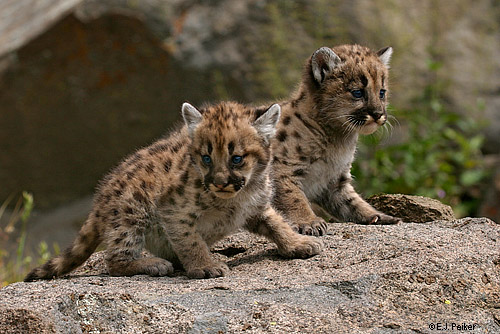 Wild Cougars