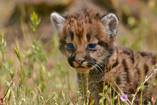 Wild Cougars