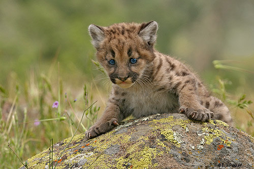 Wild Cougars