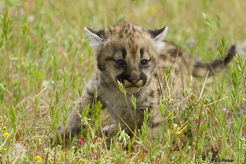 Wild Cougars