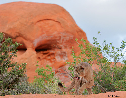 Wild Cougars