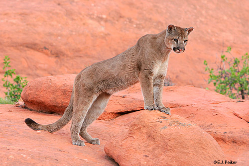 Wild Cougars