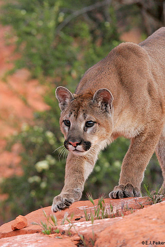 Wild Cougars