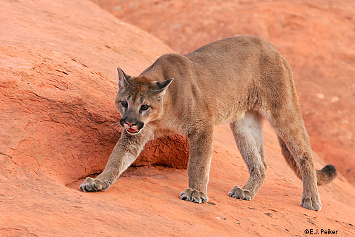 Wild Cougars