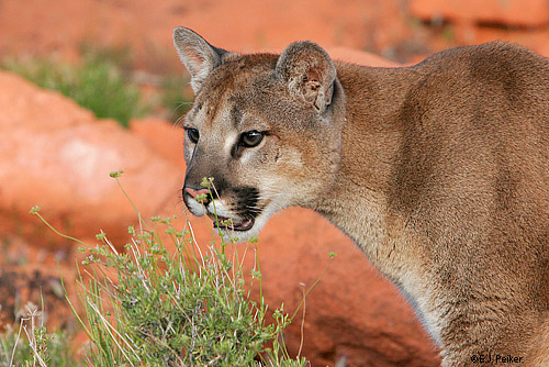 Wild Cougars