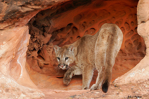 Wild Cougars