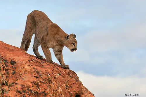 Wild Cougars