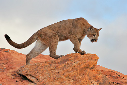 Wild Cougars