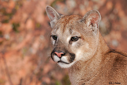 Wild Cougars