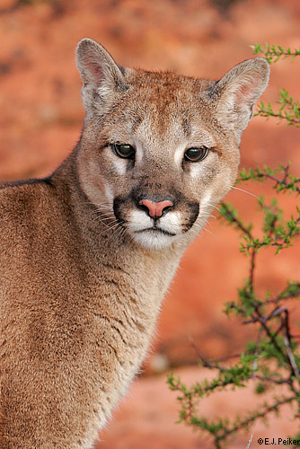 Wild Cougars