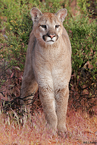 Wild Cougars