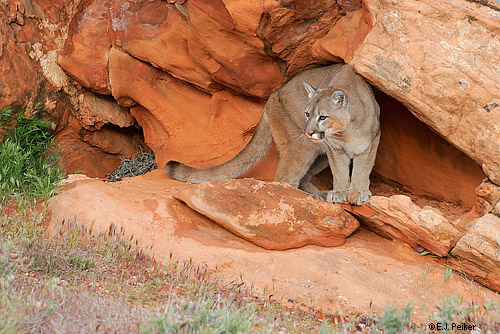 Wild Cougars