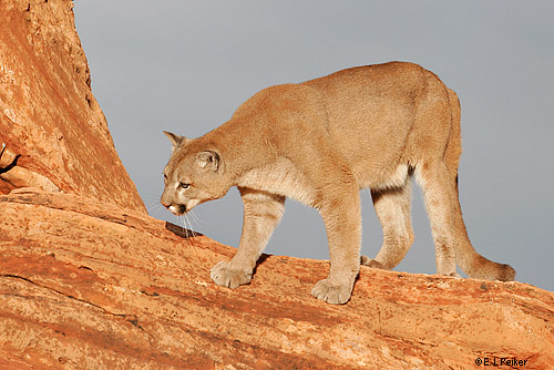 Wild Cougars