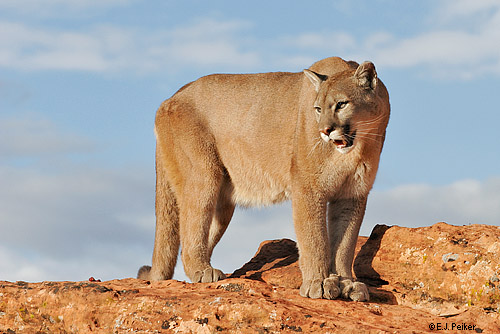 Wild Cougars