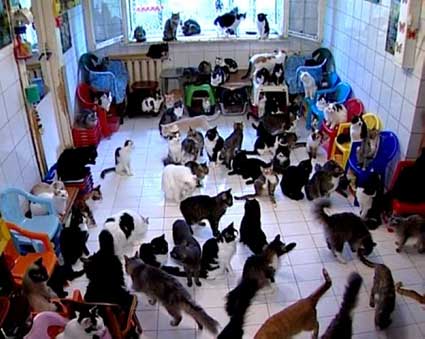 Crazy Cat Collection