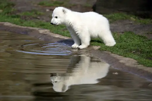 Cute Polar Bear Cub