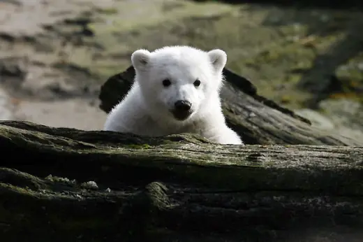 Cute Polar Bear Cub