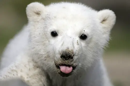 Cute Polar Bear Cub