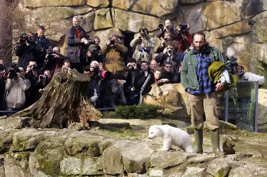 Cute Polar Bear Cub