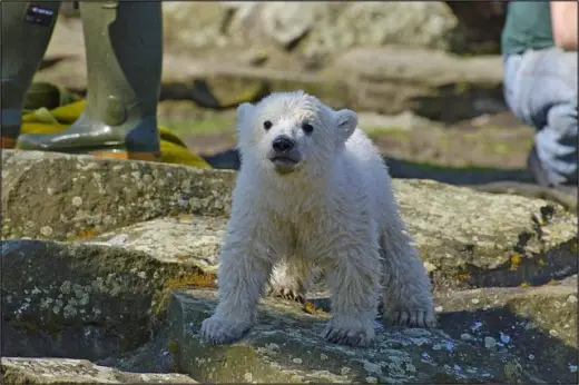 Cute Polar Bear Cub