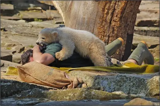 Cute Polar Bear Cub