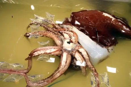 Colossal Squid